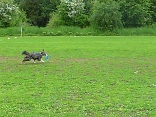 Frisbee 24.5.13