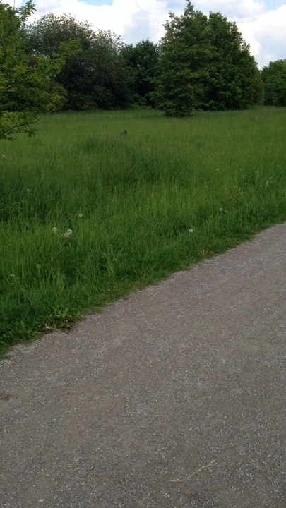hohes Gras ist toll 28.05.13