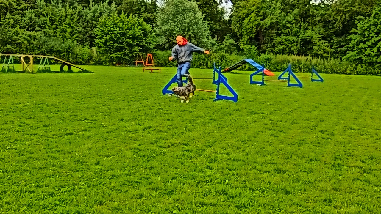 Hundeschule 30.6.13