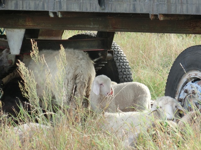Loading Image