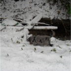 blödsinn6