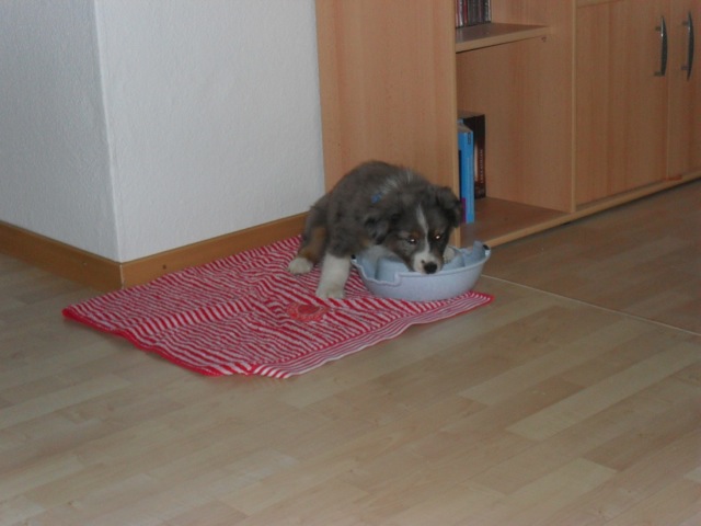 Loading Image