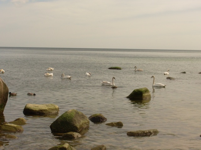 Loading Image