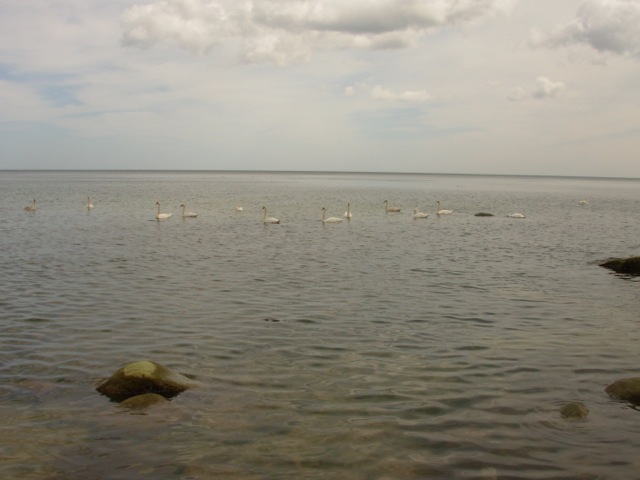 Loading Image